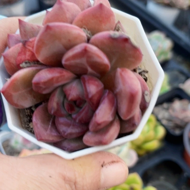 夜魔侠三头245多肉植物