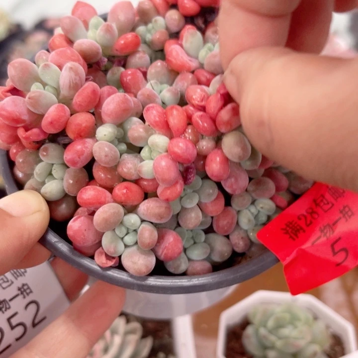 中*鱼子酱多肉植物5