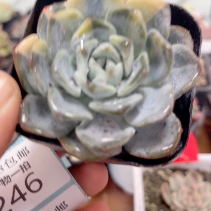 不知名锦多肉植物246