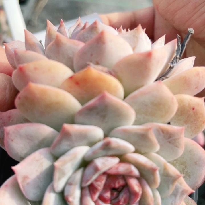 +**草45糖心多肉植物多肉