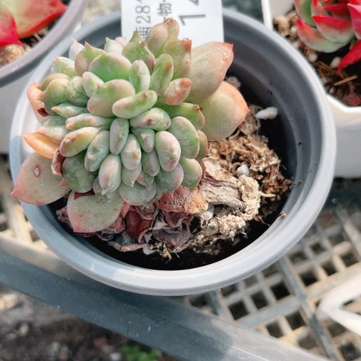 14粉珍妮缀多肉植物