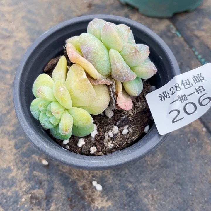 ?****?206冰玉多肉植物多肉