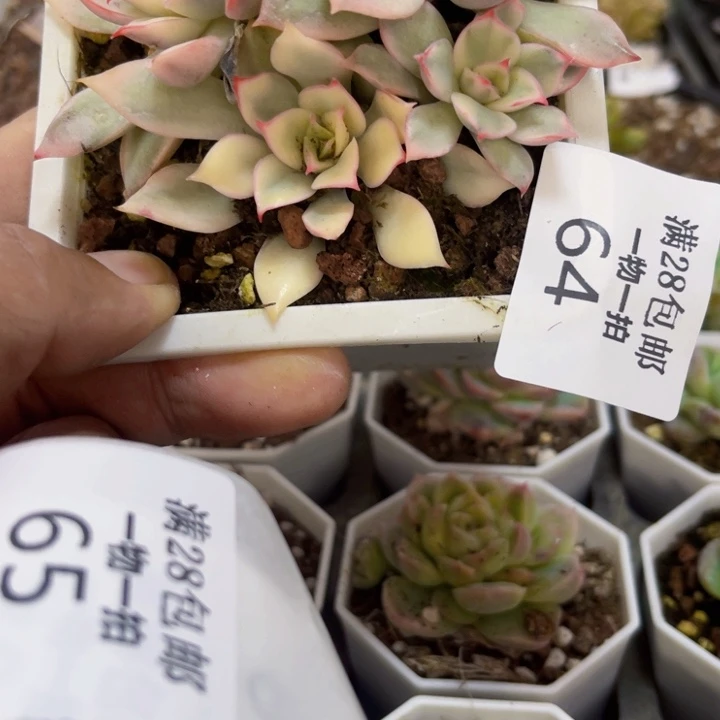 月光女神锦多肉植物38