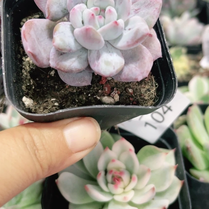 石化锦多肉植物111