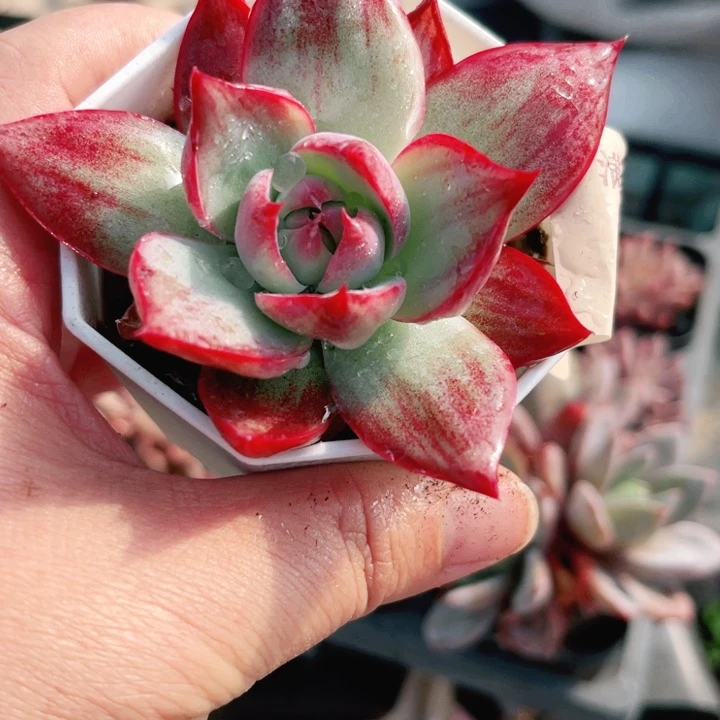 77惊鸿仙子多肉植物