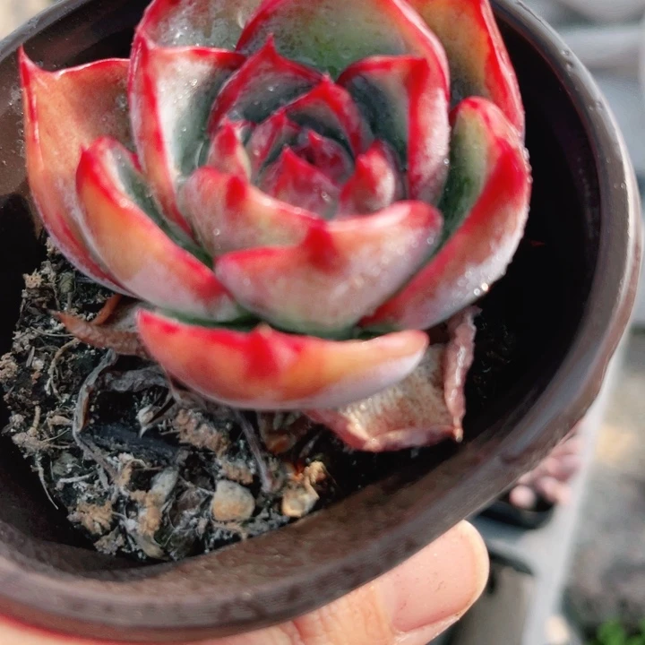 惊鸿仙子多肉植物29