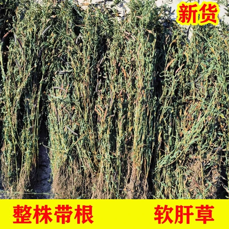 广西软肝草50g-500g正品新鲜晒干铁甲草益肝草无硫包邮煮水包邮
