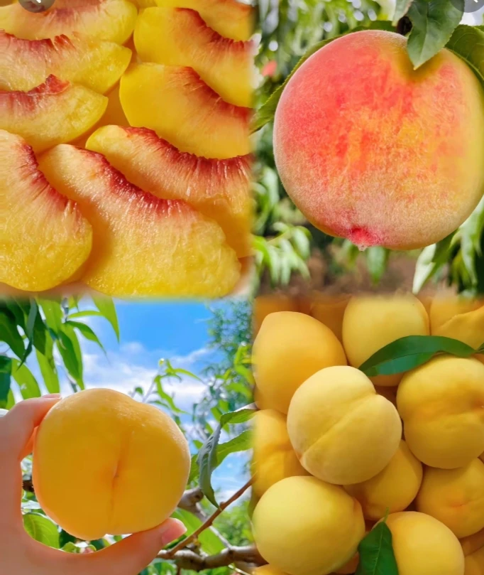 黄桃桃子同城送