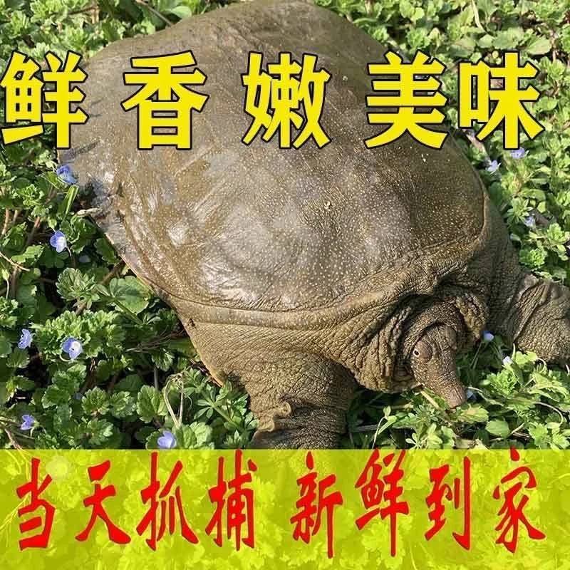 鲜活防生态养殖老甲鱼外塘养殖鲜活中华鳖