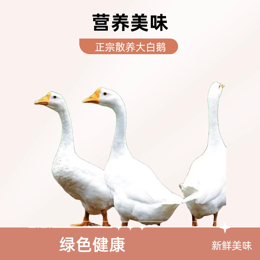 正宗农家大白鹅整只新鲜养殖走地仔鹅溜达鹅现宰现发顺丰冷链发货
