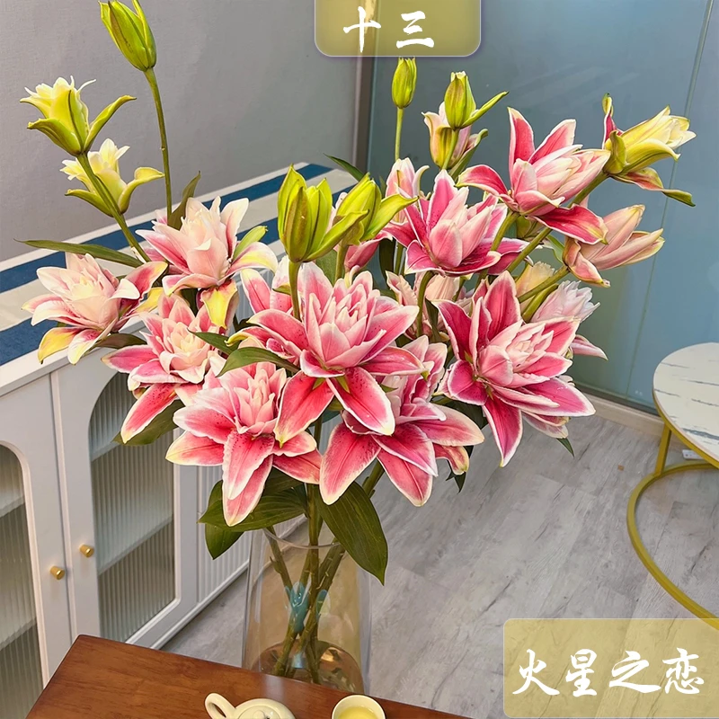 【十三花开】火星之恋重瓣香水百合根据当地天气上色程度不同