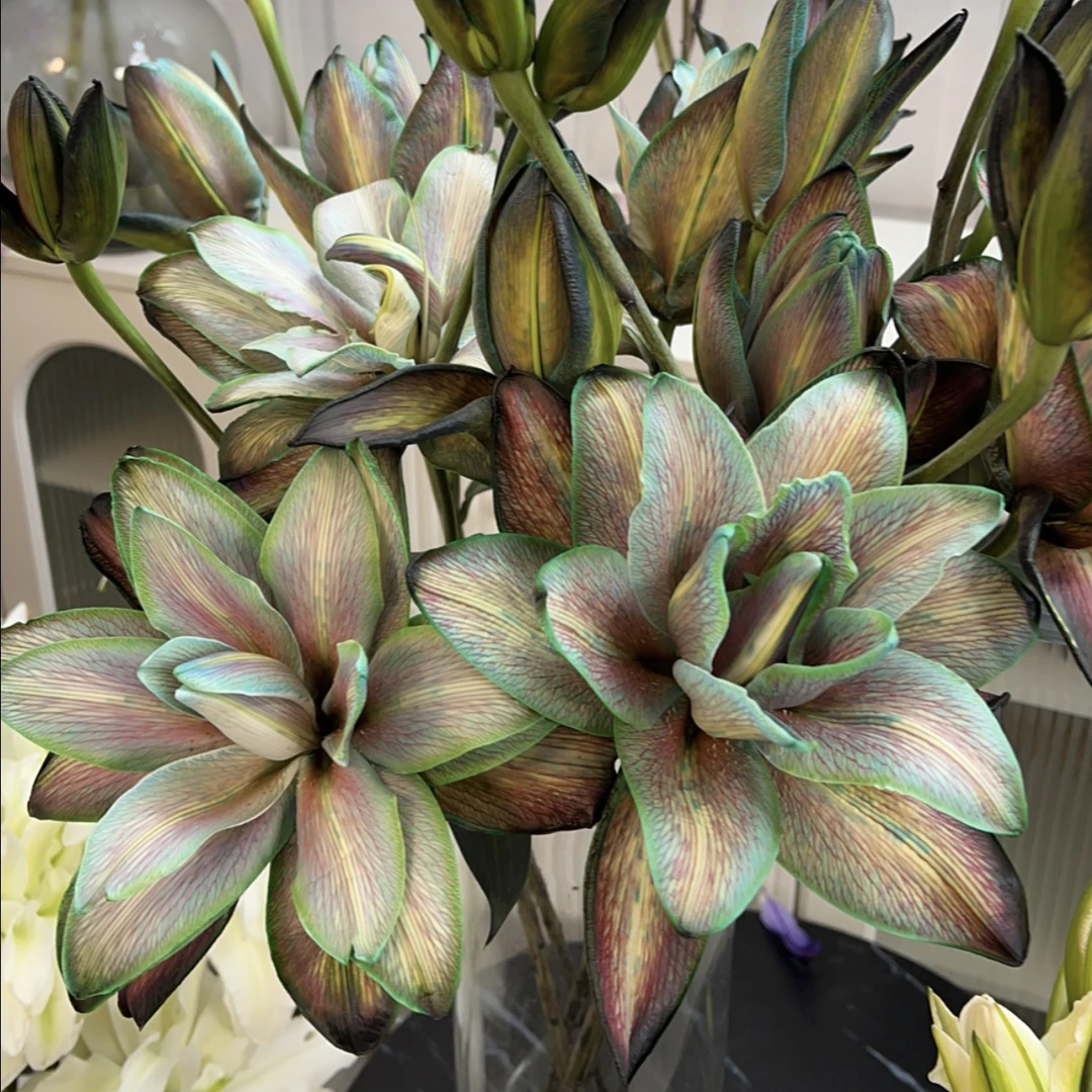 暗夜重瓣香水吸色高端花材稀有品种吸色存在一定色差介意慎拍