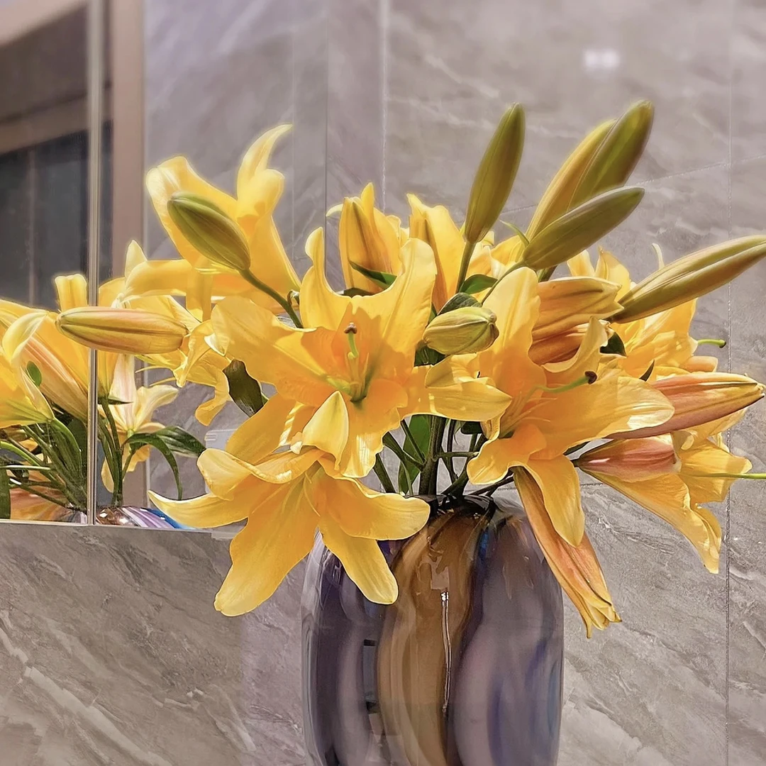 【十三花开】晚霞单瓣香水百合稀有品种