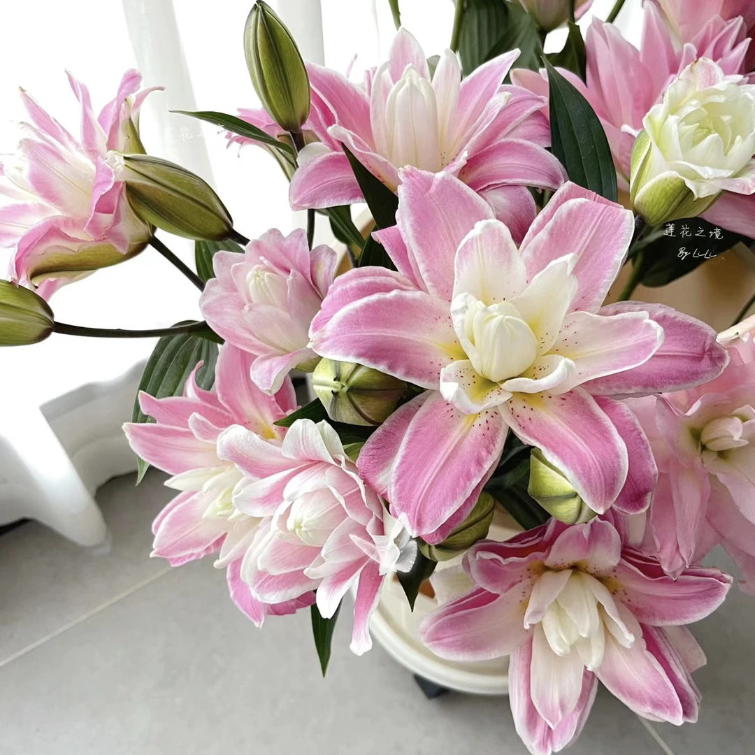 【三搭花开】莲花之境重瓣百合花鲜花（零下建议不拍冻坏不售后）