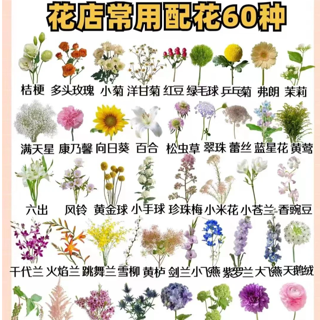 云南斗南基地直发（草花）10%不售后4单包邮