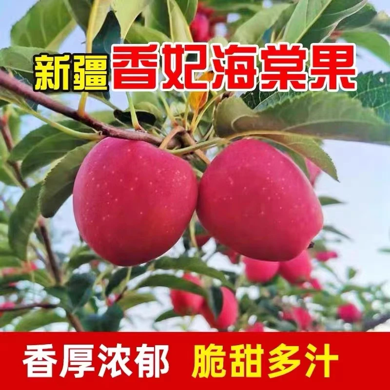 【新疆直发】买三斤送二斤香妃海棠果