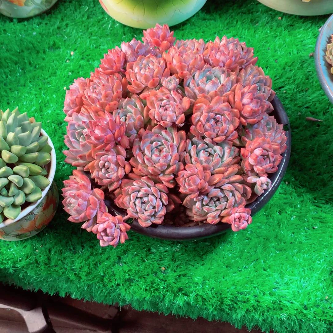 一物一拍一物一拍