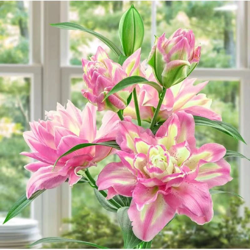 【诗屿繁花】【多头幸运女神】重瓣百合云南基地现采现发一单顺丰包邮