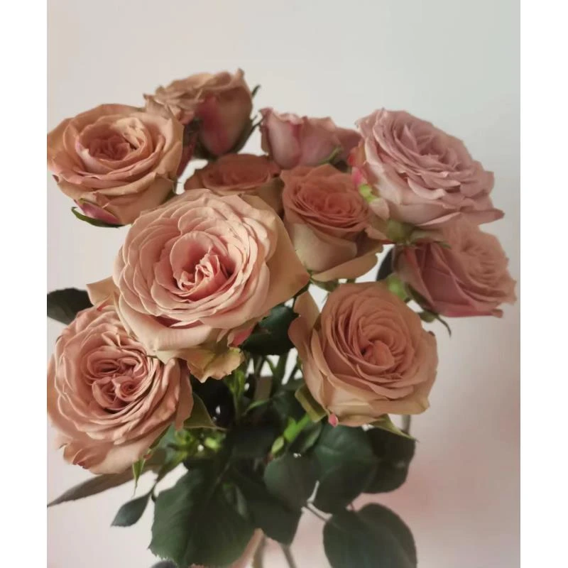 【卡布奇诺玫瑰40枝】顺丰包邮  云南基地现采现发 一单包邮