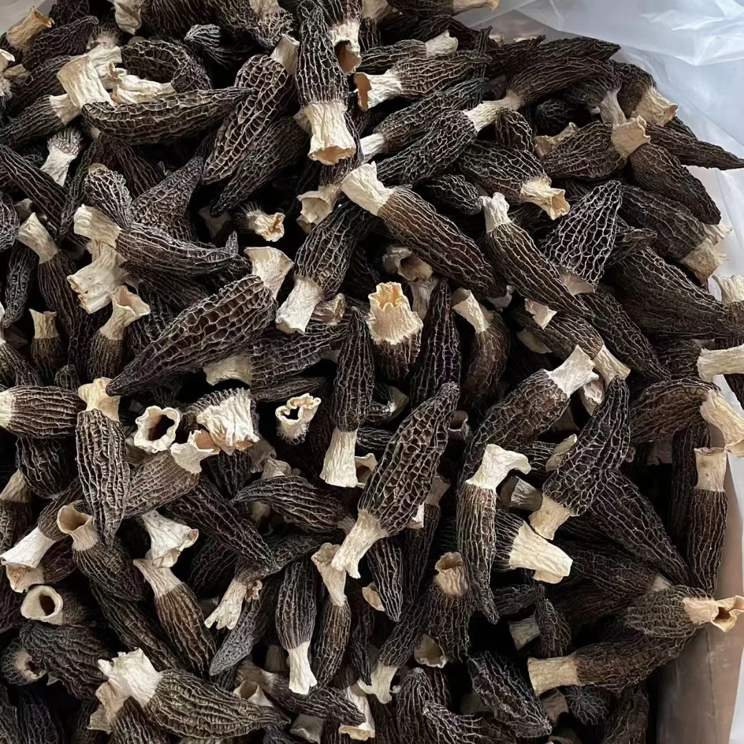 福建羊肚菌干货香浓头茬剪柄羊肚菌中个头100g