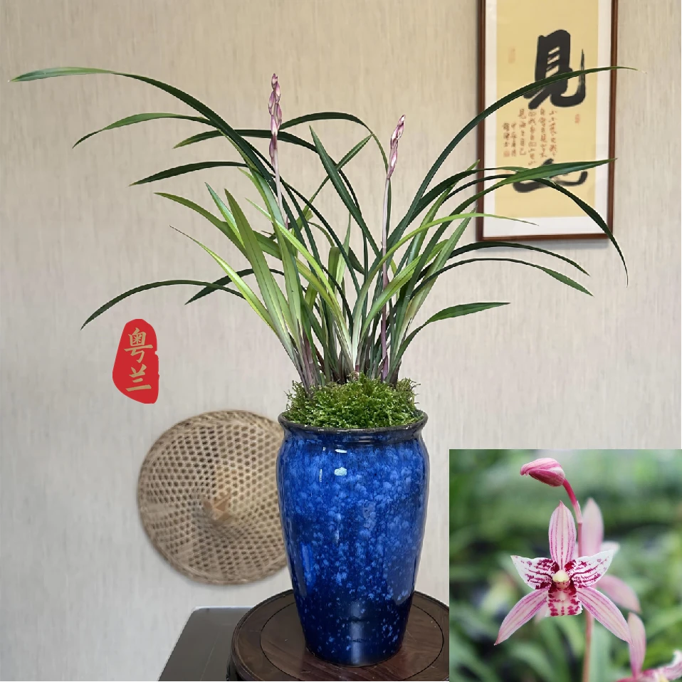 【老种市长红】名贵高端建兰名品带花苞浓香叶艺双全办公室内客厅