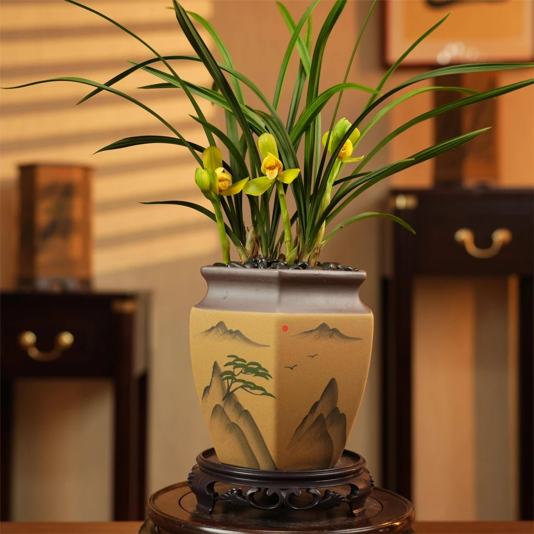 【老种千禧龙梅】名品浓香兰花室内外客厅阳台盆栽