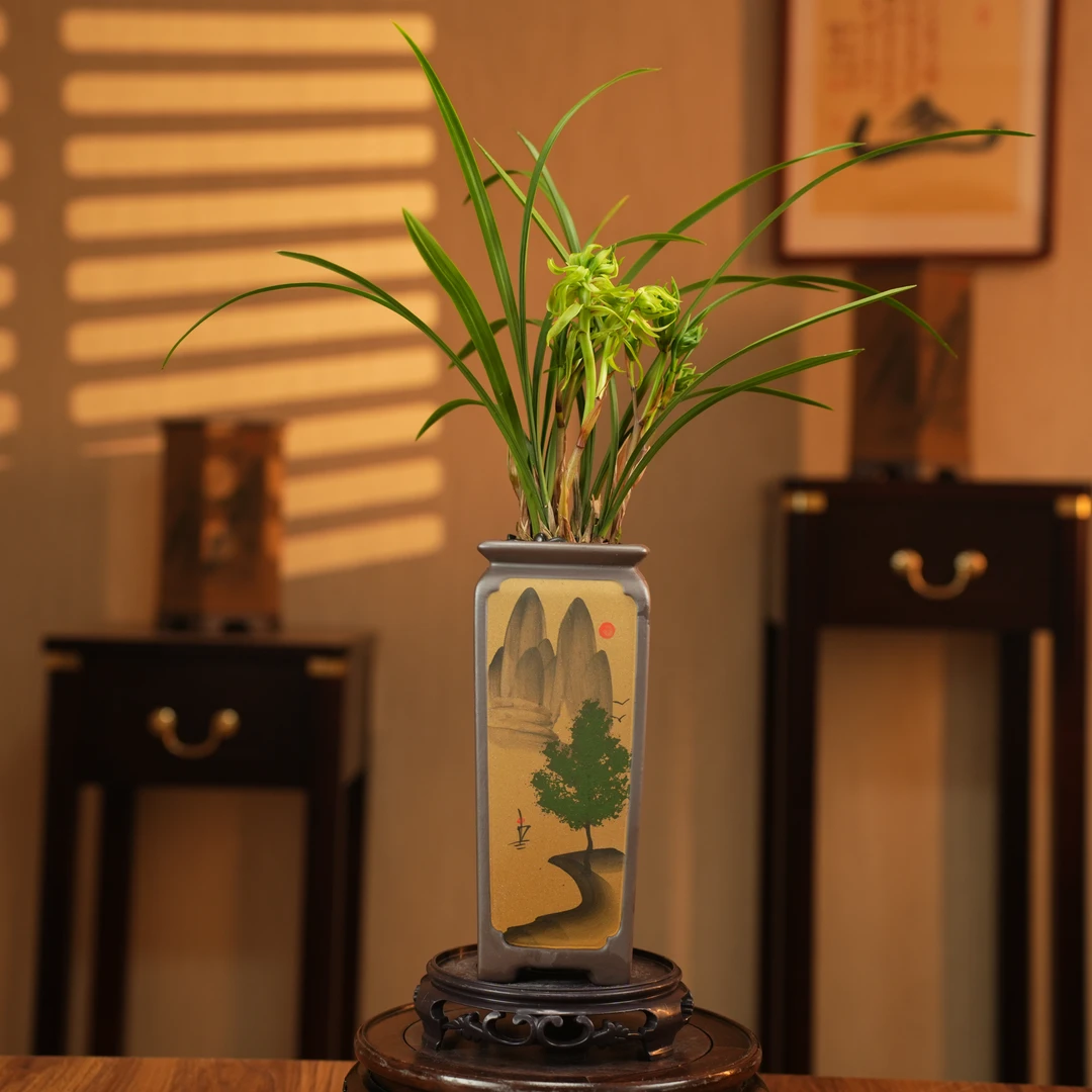 【老种花开富贵】春兰奇花名贵细叶浓香型种植兰花苗室内春季花卉