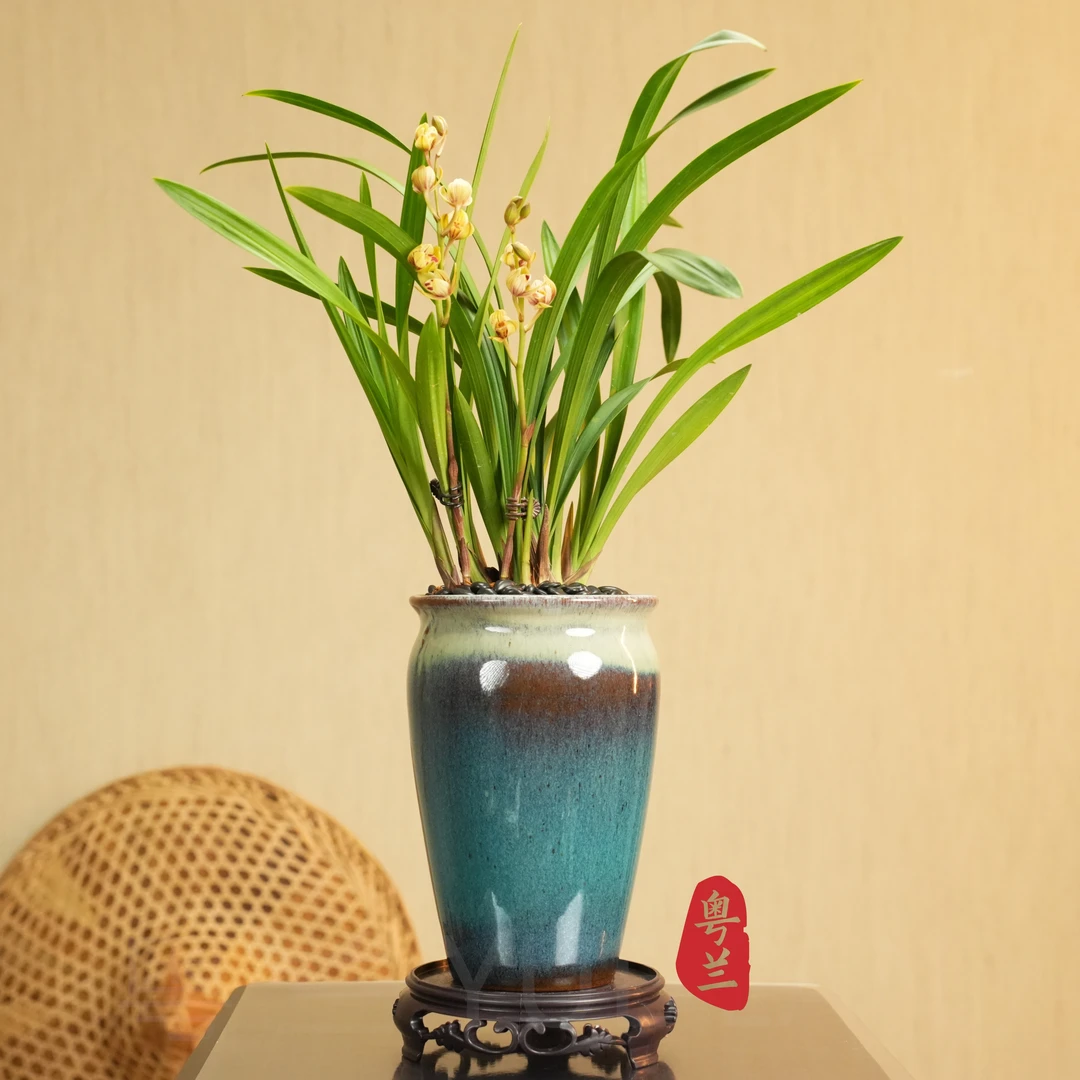 【老种锦绣金荷】名贵建兰铭品黄莲瓣浓香带花苞耐热办公室内客厅