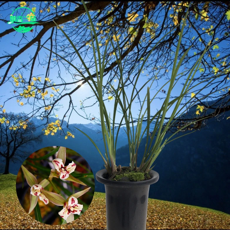 春剑 桃园三结义 蝶草蝶花 花香 勤花勤芽适用于阳台客厅易活自然