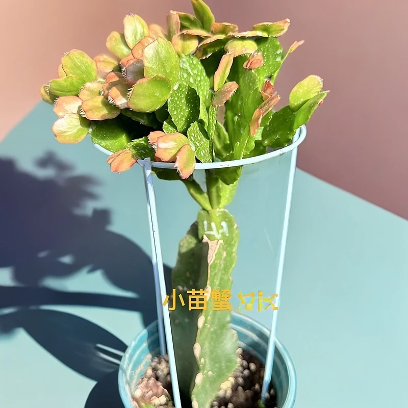 三角柱嫁接蟹爪兰蟹爪莲花卉盆栽小苗带盆土花卉蟹爪花蟹爪兰盆栽