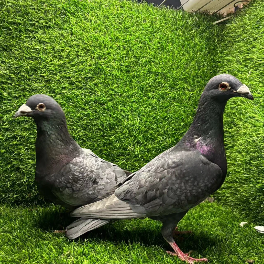 肉鸽信鸽观赏鸽草窝