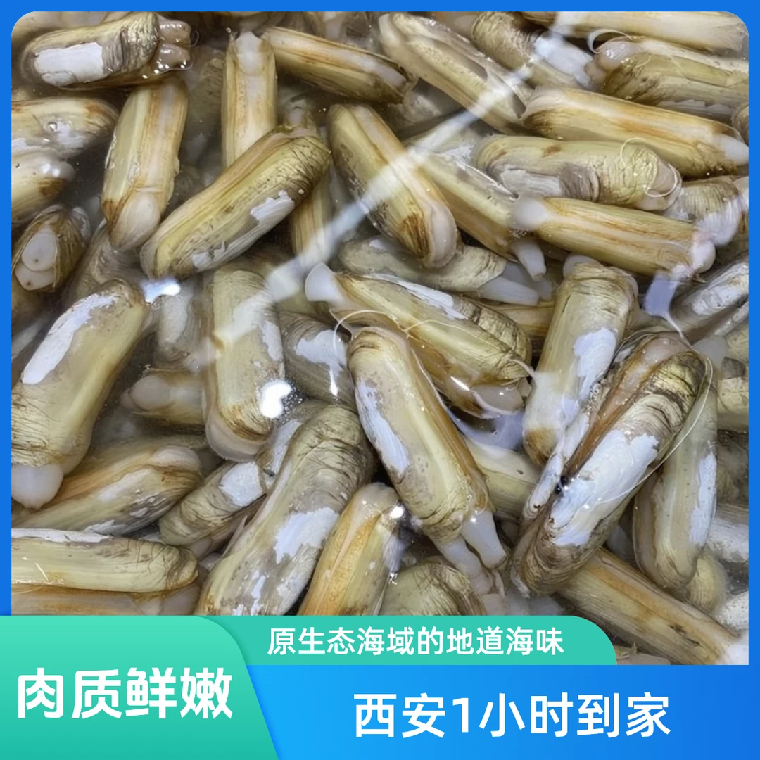 【西安1小时到家】品质蛏子鲜活现捞干净无沙1斤