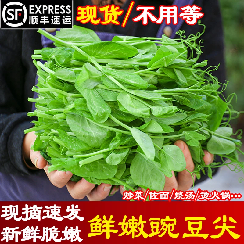 顺丰包邮！现摘现发四川新鲜豌豆尖豌豆苗嫩豌豆颠龙须菜农家蔬菜