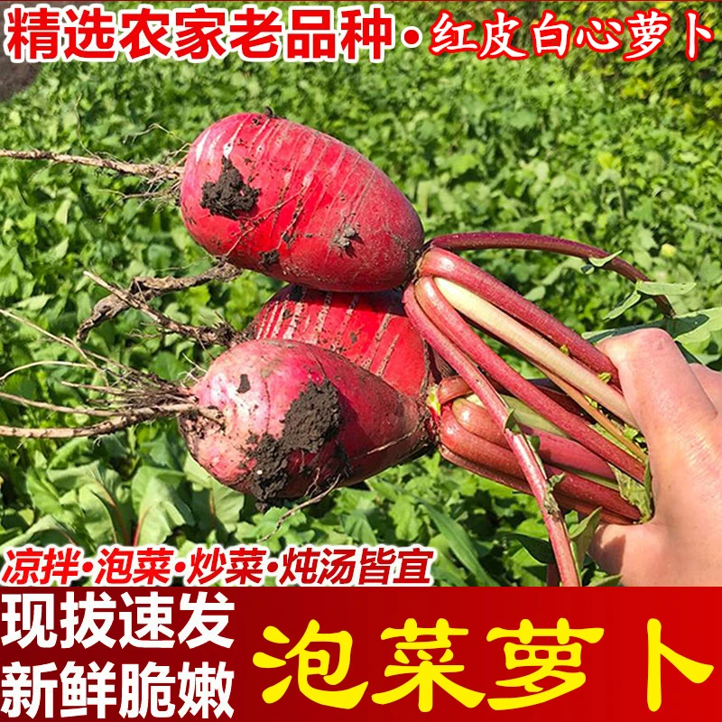 新鲜红皮白心萝卜泡萝卜现拔现发当季农家自种蔬菜小胭脂红萝卜