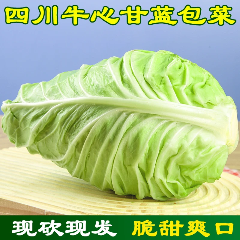 四川尖包菜莲花白牛心甘蓝卷心菜包心菜娃娃菜手撕包菜