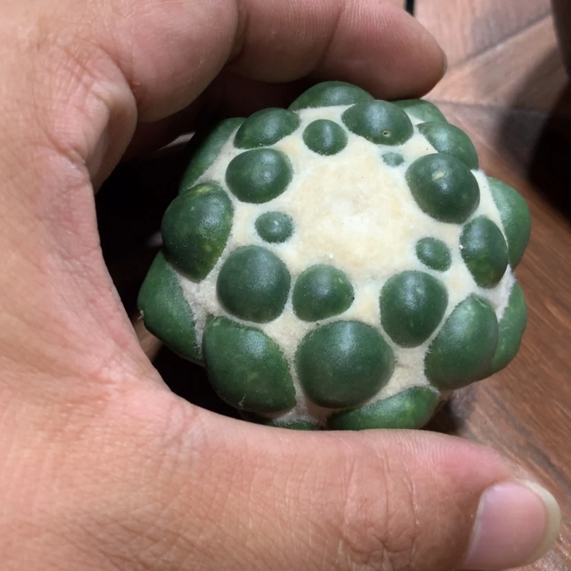 【闪购商品】﹎***.待发根蜘蛛眼