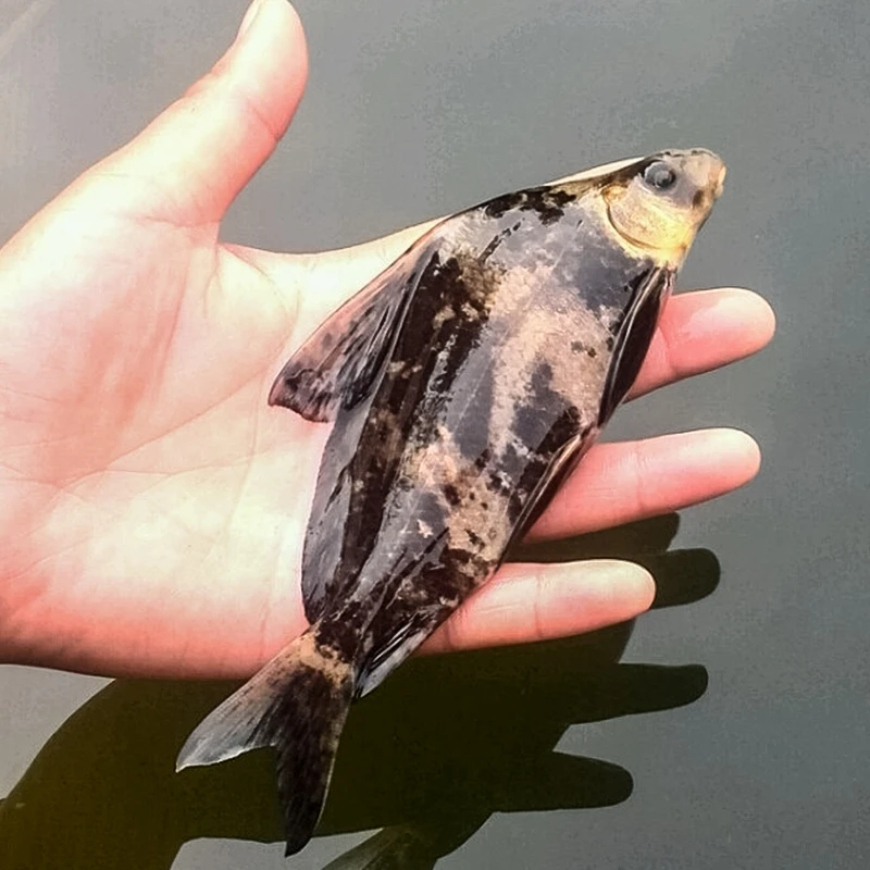 四川一帆风顺 每条5g左右 渔场直发