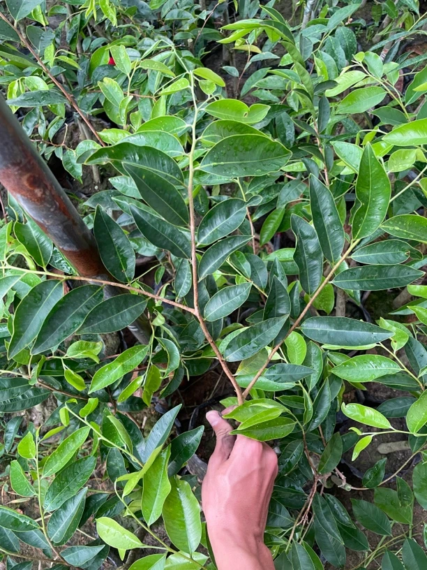 （黑棋品种）30-40高