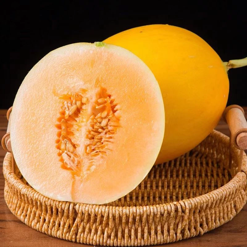 【产地直发】民勤蜜瓜沙漠黄金蜜瓜坏果包赔软糯香甜好吃多仓发货