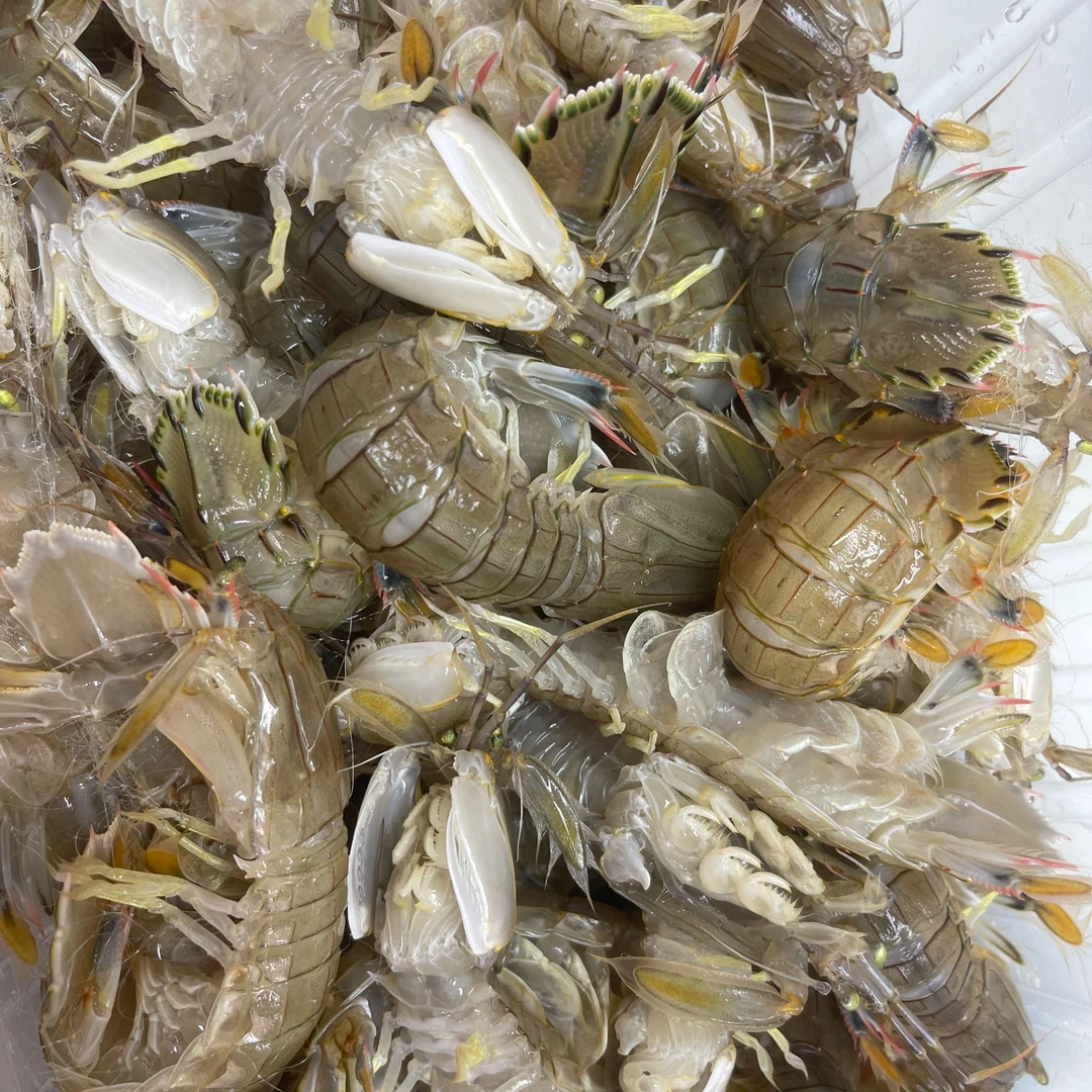 【赵赵严选】本地新鲜爬虾皮皮虾18-23一斤鲜活发货【保鲜不保活】