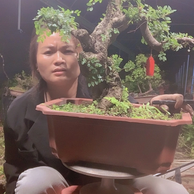 【闪购商品】塑料盆雀梅花