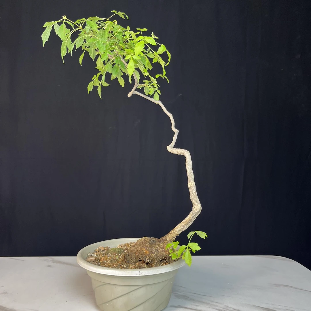 盆景黄荆小叶崖荆海岛黄荆书桌茶桌办公桌花架精品盆景老桩