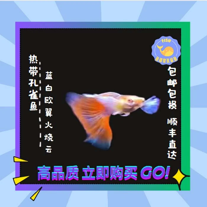 包邮5对蓝白欧翼火烧云孔雀鱼天空蓝养殖饲养养鱼活体纯种