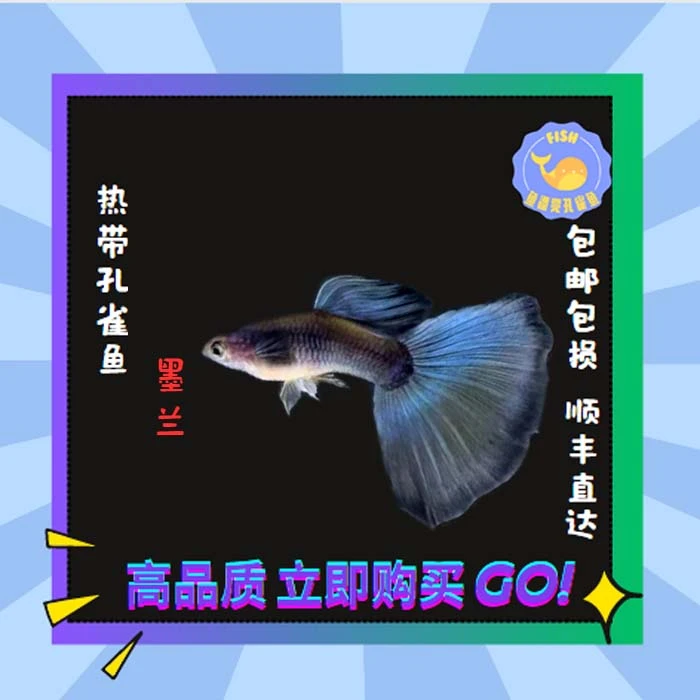 包邮墨兰孔雀鱼精品大尾巴饲养养殖纯种活体养鱼养鱼饲养发货养殖