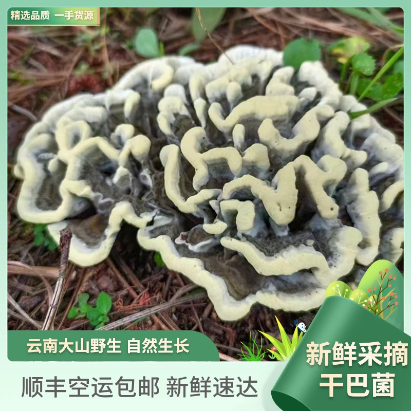云南可食用自然野生新鲜精选干巴菌500g-1000g顺丰包邮新鲜速达