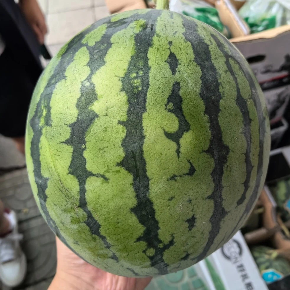 （北宁府专属）麒麟西瓜一整个西瓜同城送