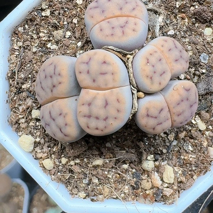 匹*曹生石花111444     315