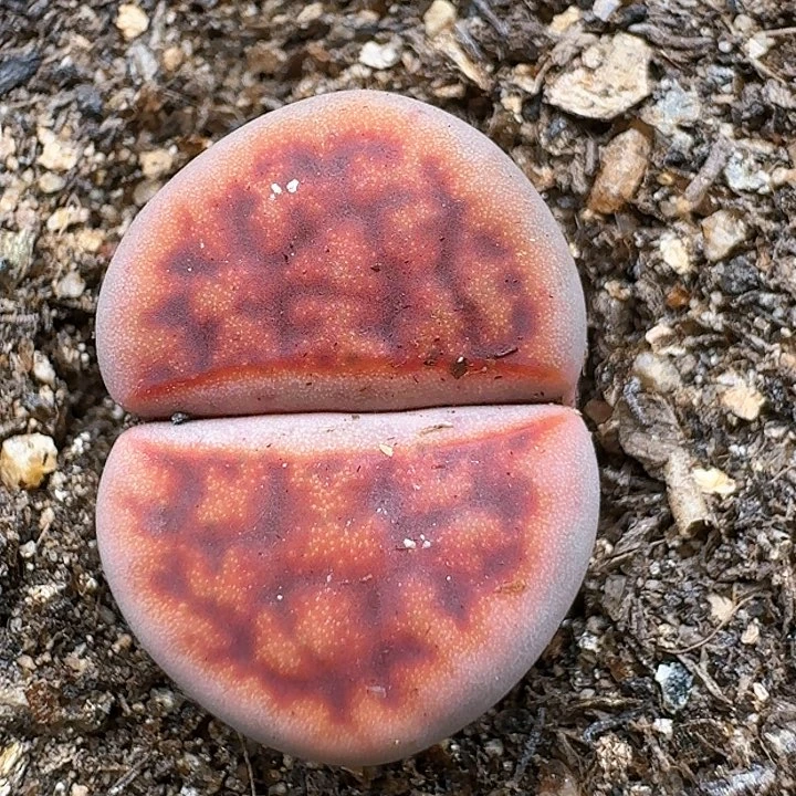 生石花115555。 191