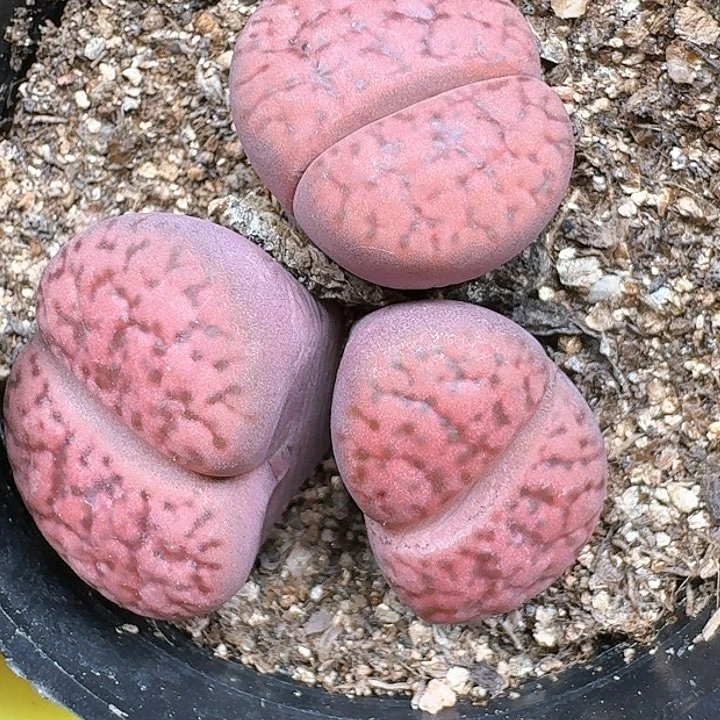 匹*曹生石花111444 306