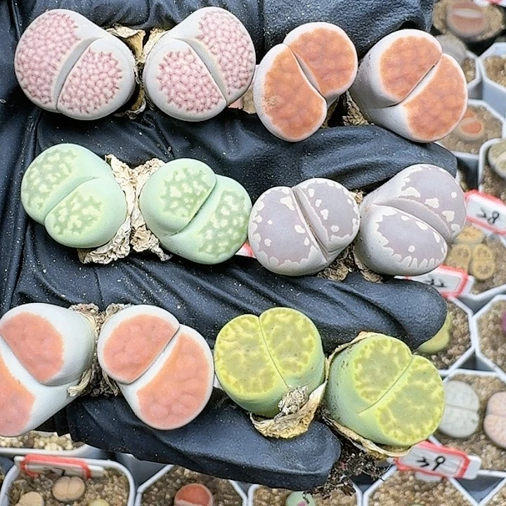 生石花111221 99